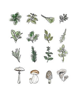 Herbes et champinons