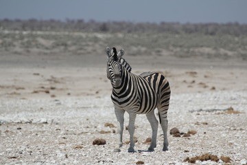Fototapeta na wymiar einsames Zebra