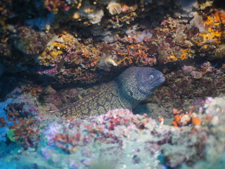 moray in the sea