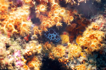 coral in the sea