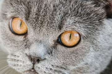 British (Scottish) blue kitten is very beautiful.  looks straight. The British kitten looks very closely.  Cat's eyes