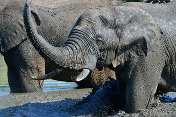close up of elephants in waterhole,Kruger national park in South Africa