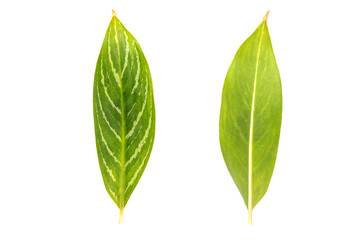 Aglaonema sp. &lsquo;Khatathong&rsquo; leaves isolated on white background.