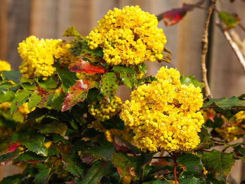 Holly bush (Ilex) with yellow flowers and variegated leaves beside a wooden fence