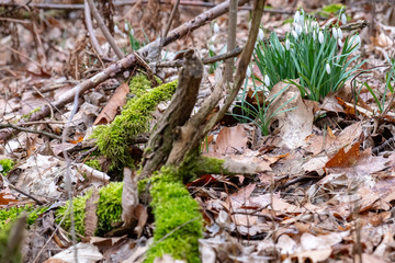 Snowflakes in the forest between moss, leaves and broken branches.