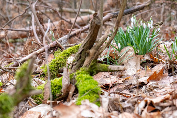 Snowflakes in the forest between moss, leaves and broken branches.