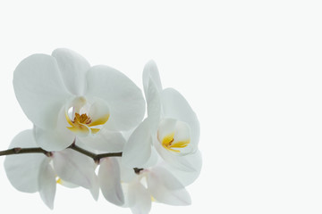 White orchid isolated on white background. Beautiful flower on white backdrop.