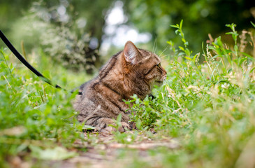 Naklejka na ściany i meble brown marble tabby cat in the city park in summer landscape