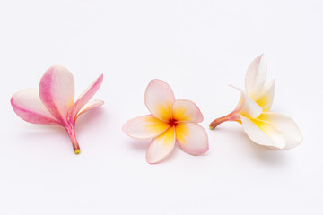 Plumeria or Frangipani Flowers Isolated on white background