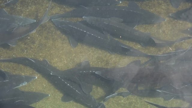 View of sturgeon swimming underwater in tank on fish farm 