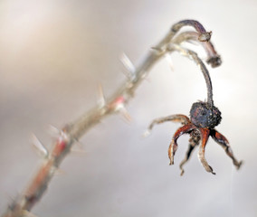 Dried rosehip fruit with blurred background