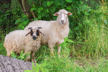 Two sheeps on pasture graze near shrubbery