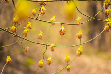 Beautiful blooming spring tree growing in wood. Horizontal color photography.