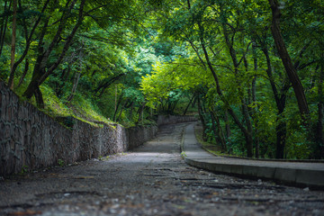 Road in the summer forest