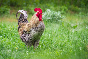 Single or alone colorful rooster walking through farmyard on lush green grass 