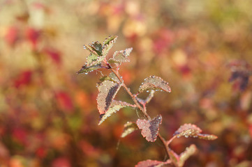Dew drops on red autumn leaves