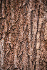 Closeup view of texture of bark of old tree. Vertical color photography.