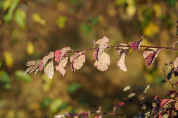 Dew drops on red autumn leaves