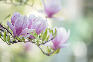 Fototapeta na wymiar Branch of blossom magnolia flowers