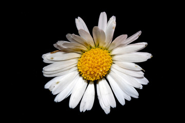 Macro Close Up Of Daisy On Black Background
