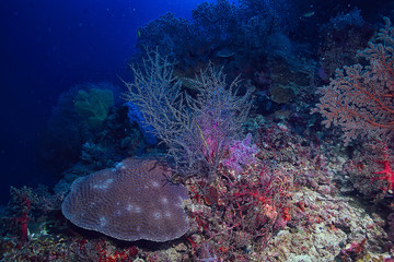 gorgonian large branching coral on the reef / seascape underwater life in the ocean