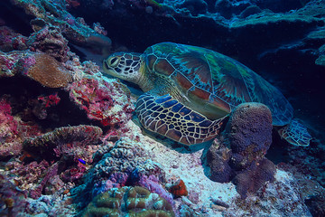 Obraz premium sea turtle underwater / exotic nature sea animal underwater turtle