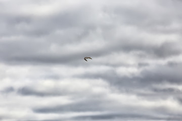 clouds background sky / beautiful background top weather clouds