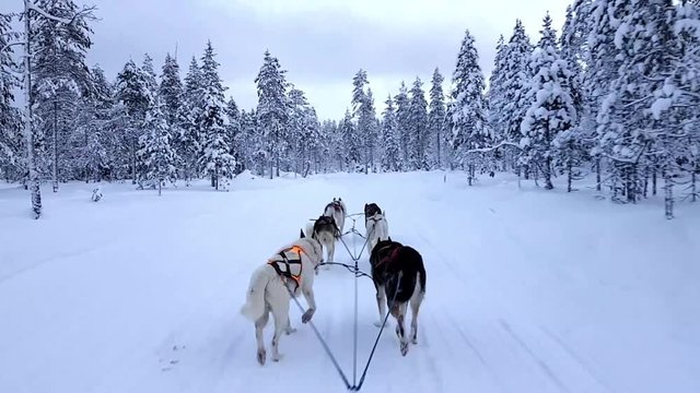 Husky Safari in the city of Rovaniemi in Finland