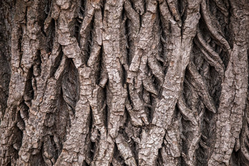 Closeup view of texture of bark of old tree trunk growing outside in forest. Horizontal color photography.