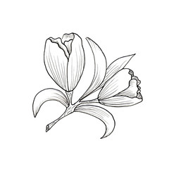 Hand drawn illustration and sketch  flower. Black and white with line art illustration on white background.Idea for business visit card, typography vector,print for t-shirt.