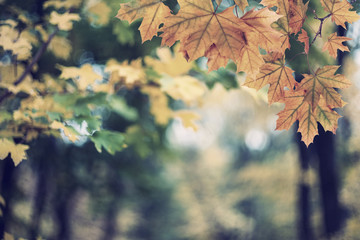 Fototapeta na wymiar Soft autumn background with leaves