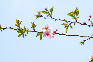 Cherry blossom in spring for background or copy space for text