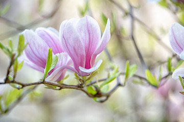 Spring floral background with branch of blossom magnolia flowers
