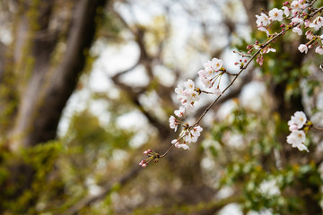 Cherry blossom in spring for background or copy space for text