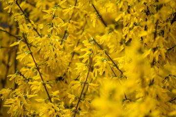 Closeup view of beautiful yellow blooming trees in spring. Forsythia bright flowers growing outdoors.