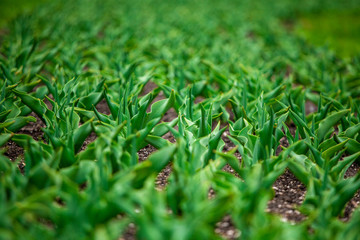 Closeup view of young tulips flowers growing outdoors in spring. Horizontal color photography.