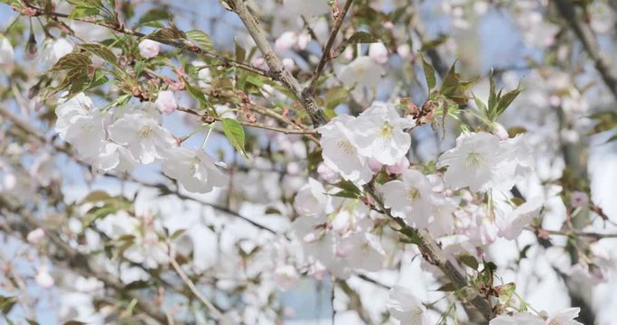 Cherry blossom, white apple tree bloom detail close-up spring