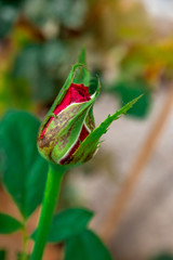 Bud of the red rose flower with petals and green leaves.