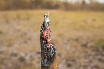 Burning charred wood isolated on nature background. Horizontal color photography.