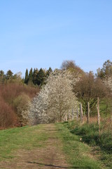 Frühling zwischen Wiese und Wald