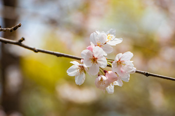 Cherry blossom in spring for background or copy space for text