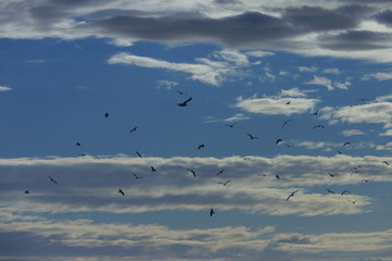 birds flying in blue sky with clouds in Stentino Sardinia Italy