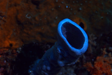 coral reef underwater / lagoon with corals, underwater landscape, snorkeling trip