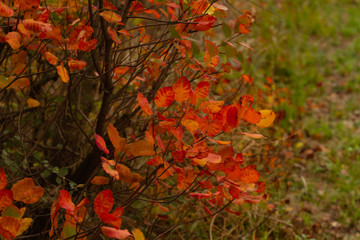 Cotinus coggygria (smoketree) in Autumn (Gorizia, Italy) 