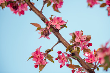 Branch of pink apple blossom flowers on blue background