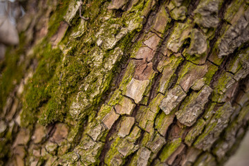 Closeup view of texture of mossy bark of old tree trunk growing outside in forest. Horizontal color photography.