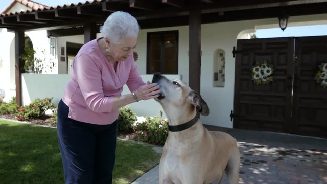 Senior citizen interacts with a Great Dane dog outside of her house.