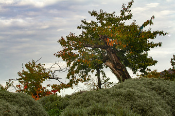 Lavender field and apple tree in Autumn (Slovenia)