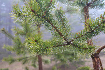 Branches of evergreen, pinaceae trees with raindrop in fog, on Tara mountain, Serbia