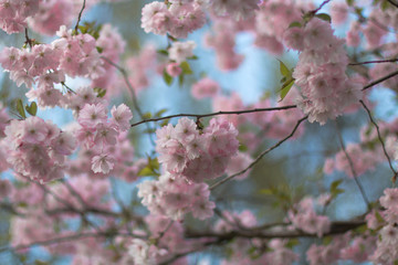 Sakura - beautiful spring time